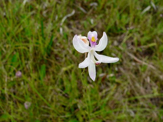 {Calopogon pallidus}